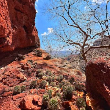 慧蒂皮拉斯图片