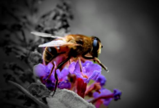 Klompenmakerspad景点图片