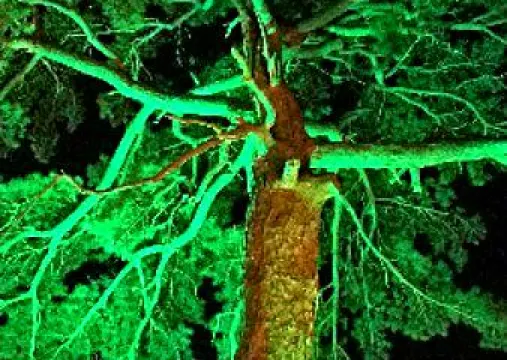 黃龍縣迎客松公園