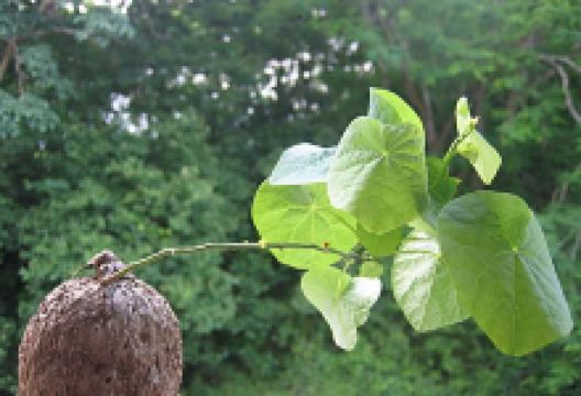 蟾蜍石景点图片