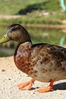 Grace Street Park-格林伍德