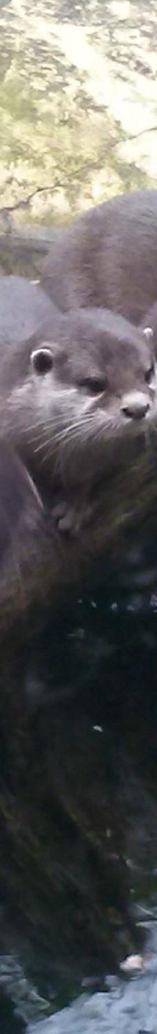 Biotropica, animal gardens-瓦德勒伊