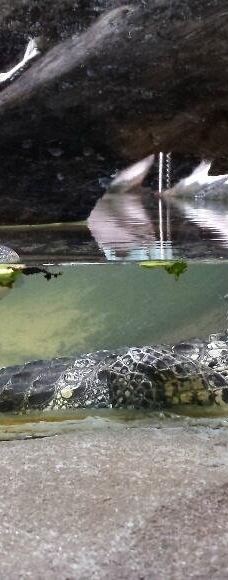 Biotropica, animal gardens-瓦德勒伊