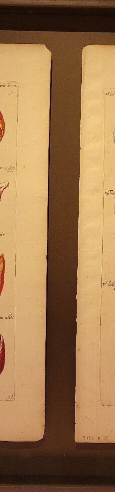 阿姆斯特丹郁金香博物馆-阿姆斯特丹