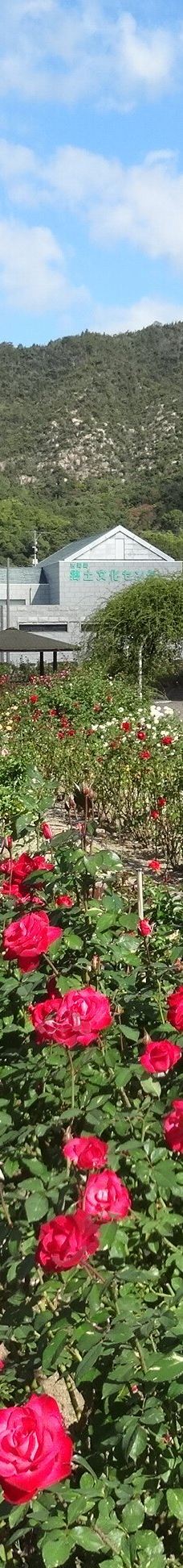 Yoshiumi Rose Park-今治市