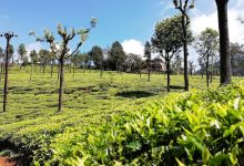 Highfield Tea Factory景点图片