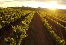Kozlovic Winery景点图片