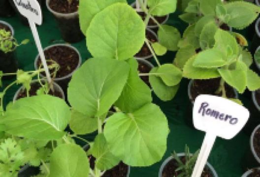 Aguadilla Farmers Market购物图片