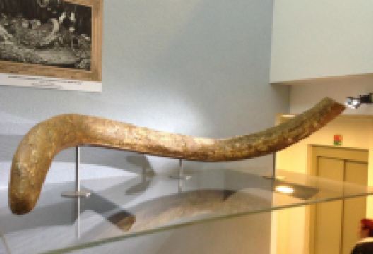 Pannontenger Museum景点图片