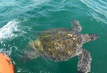 Nadando con Tortugas en El Nuro景点图片