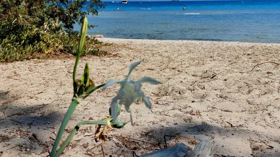 Plage De Pinarello