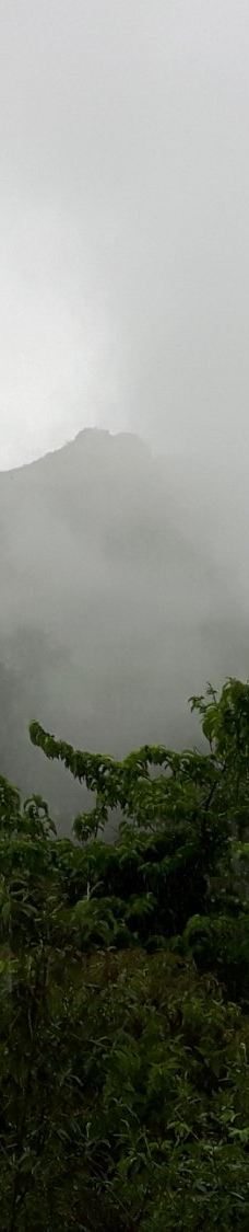 Parque Estadual Mata do Limoeiro-伊塔比拉