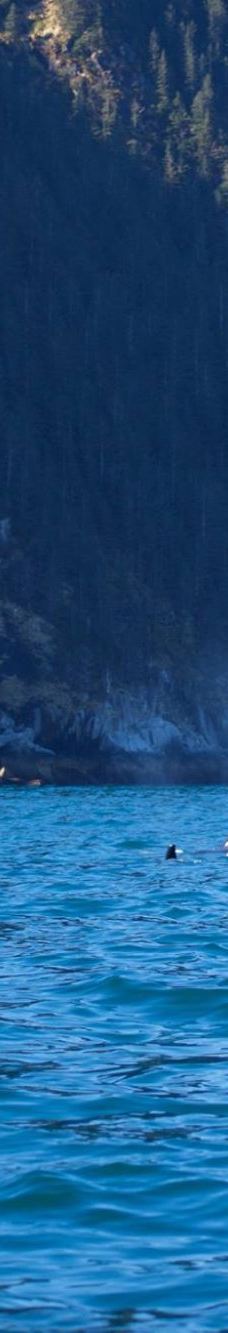 Seward Ocean Excursions-西沃德