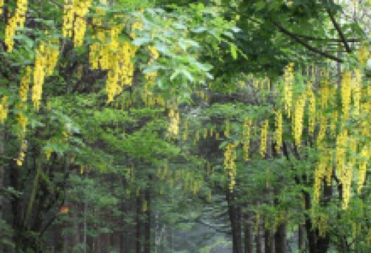 Foresta demaniale del Melogno景点图片