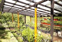 Vivero Arbustos购物图片