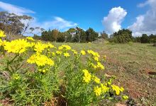 Western Kinchina MTB Trail Head景点图片