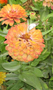 Garden gras-尼兹瓦