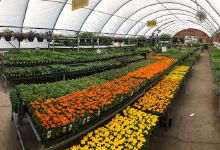 Phoenix Garden Center购物图片
