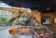 Mississippi Museum of Natural Science景点图片