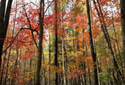 Houghton Land Preserve景点图片