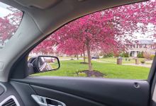 McKinley Park景点图片