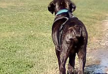 Nice Dog Park景点图片