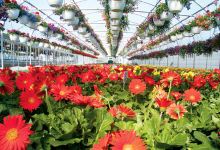 Hidden Gardens Nursery & Garden Center购物图片