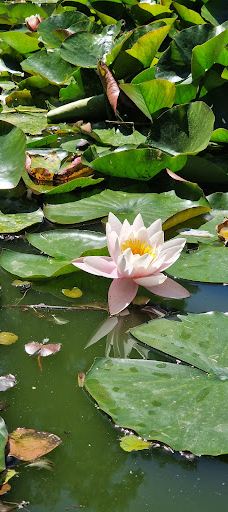 Městský park Chomutov-霍穆托夫