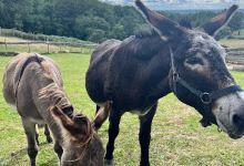 Ferme pédagogique Pat'afoin景点图片