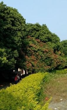 灵山县新圩镇千年香荔园-灵山