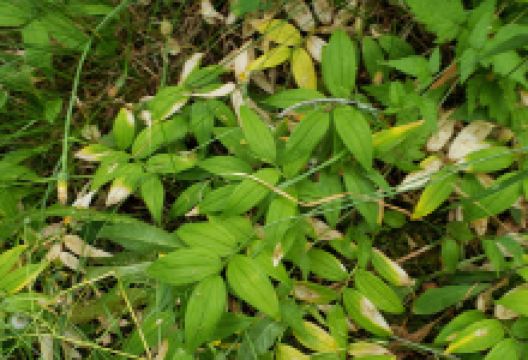 Shelton Creek Watershed景点图片