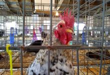 Will County Fairgrounds景点图片