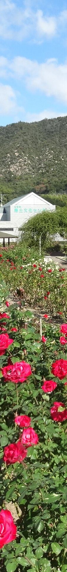 Yoshiumi Rose Park-今治市