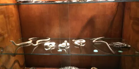 拉瑪特國際野生動物博物館