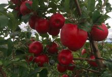 Vista Bella Farm & Malagash Cidery景点图片