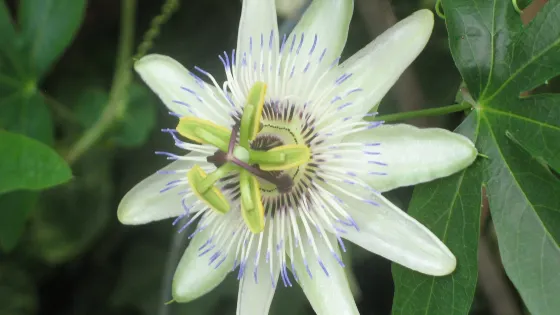 Botanical Garden Serafimovi