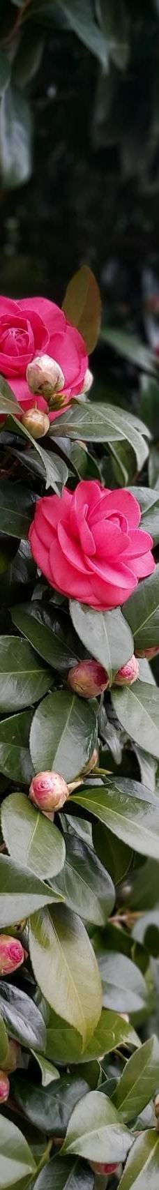 为美里山茶树群-西归浦市