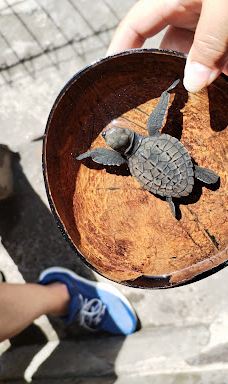 Kurma Asih Sea Turtle Conservation Center-巴厘岛