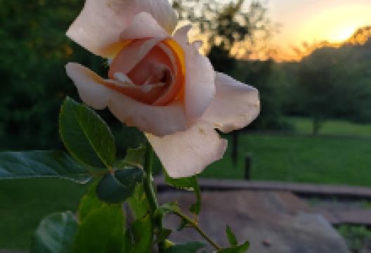 Lowe's Garden Center购物图片