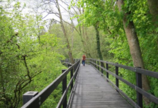 Silaire Wood景点图片