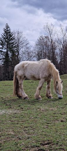 Tiergehege Waldhaus-莫尔斯多夫-泰希沃尔夫拉姆斯多夫