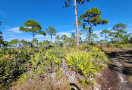 Pine Island Flatwoods Preserve景点图片