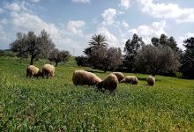 Dar El haj景点图片
