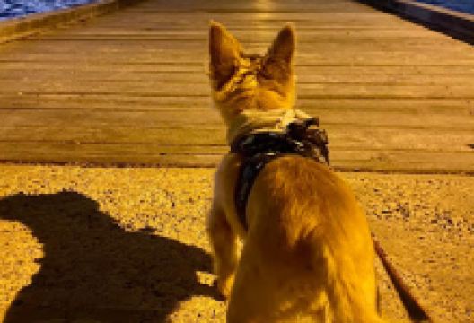 Como Jetty景点图片