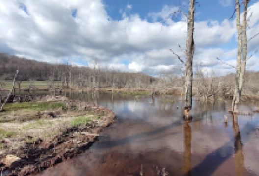 Elm Ridge Wild Forest景点图片