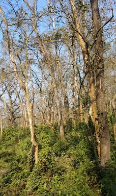 Tikauli Jungle-奇旺