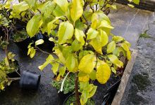 Walmer Nursery购物图片