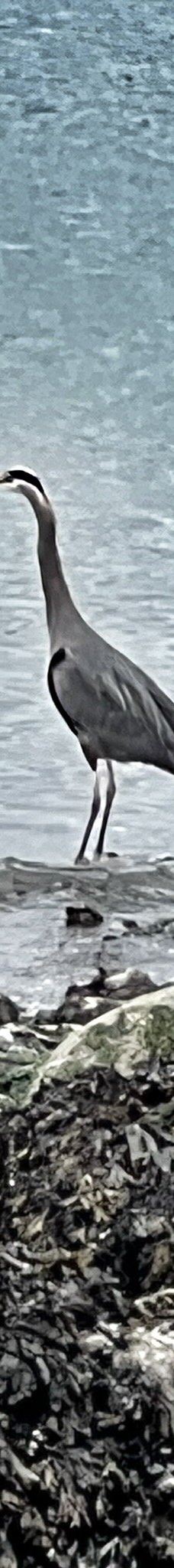 英吉利湾-温哥华