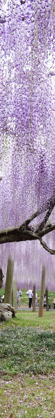 河内藤园-北九州