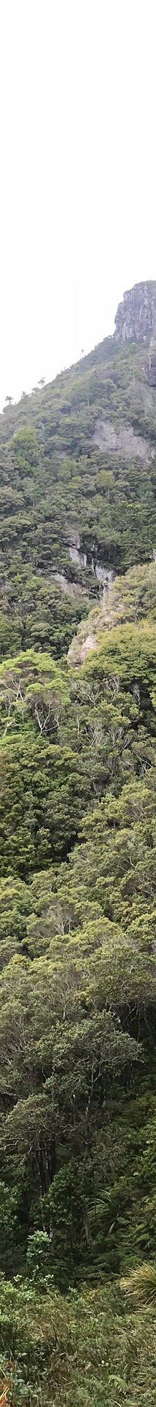 豪拉基湾-奥克兰